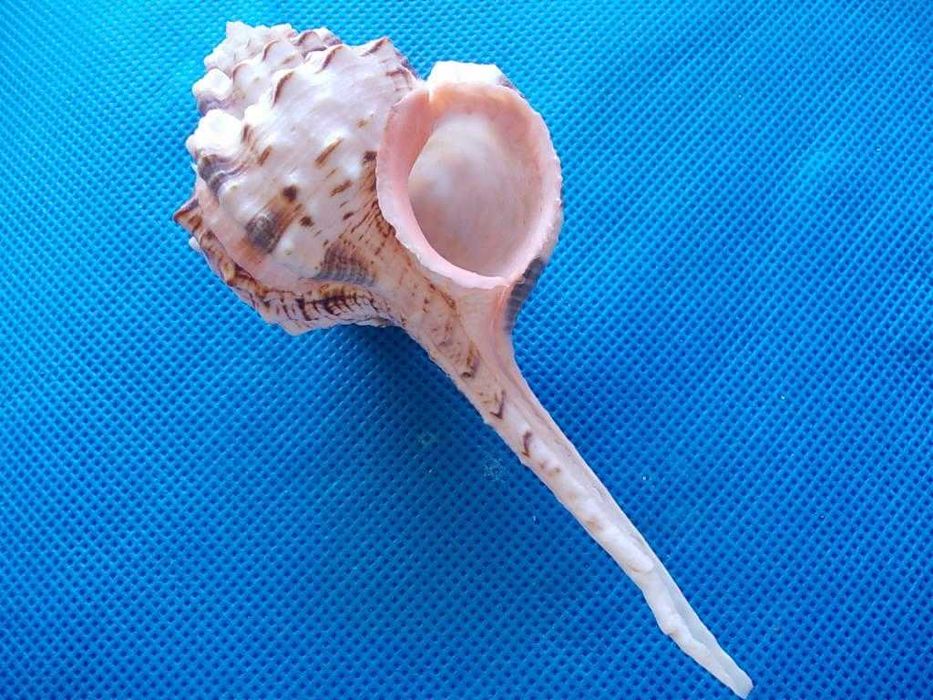 Muszle morskie- Haustellum haustellum