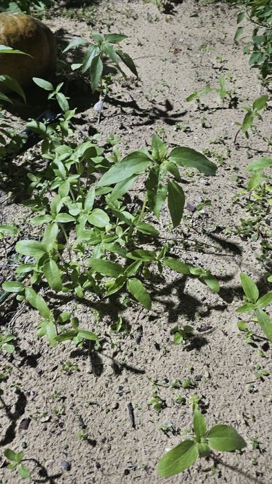 Vendo algumas ervas aromáticas