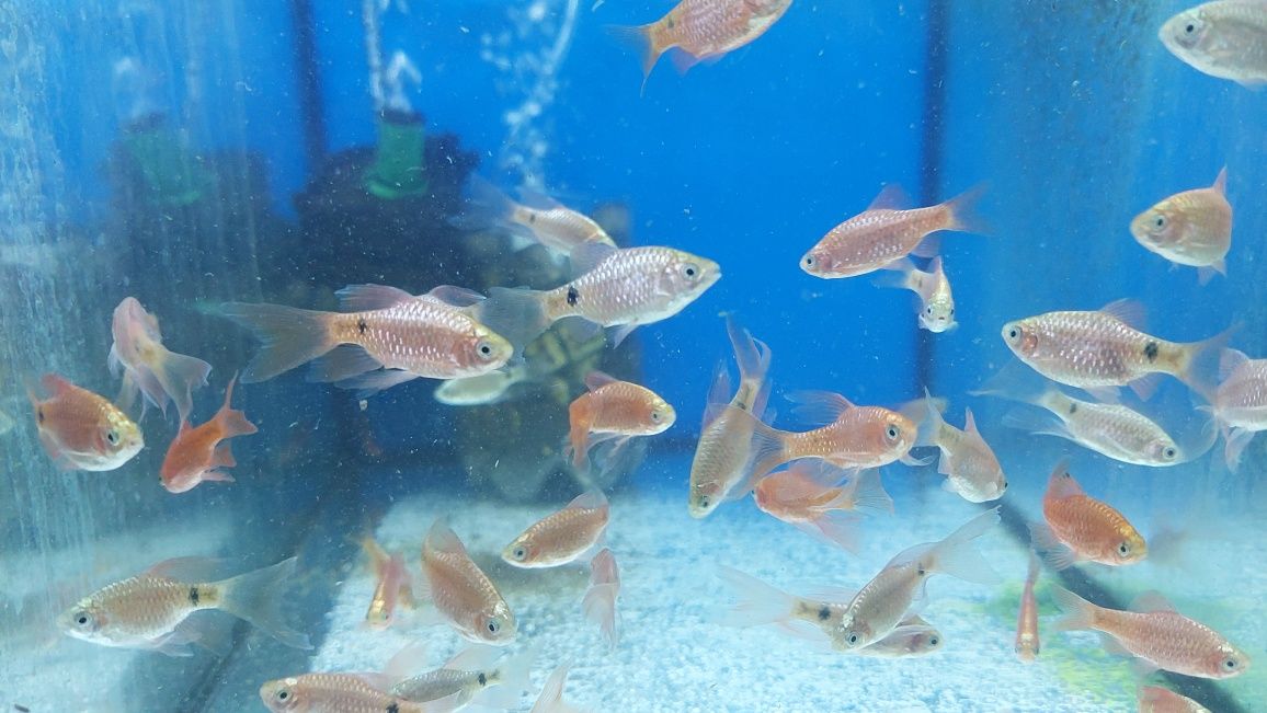 Brzanka różowa (Pethia conchonius) WYSYŁKA AKWAWIN