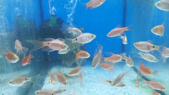 Ryba akwariowa - Brzanka różowa