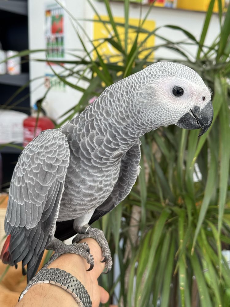 Papagaio Cinzento - Fêmea - Criada à mão