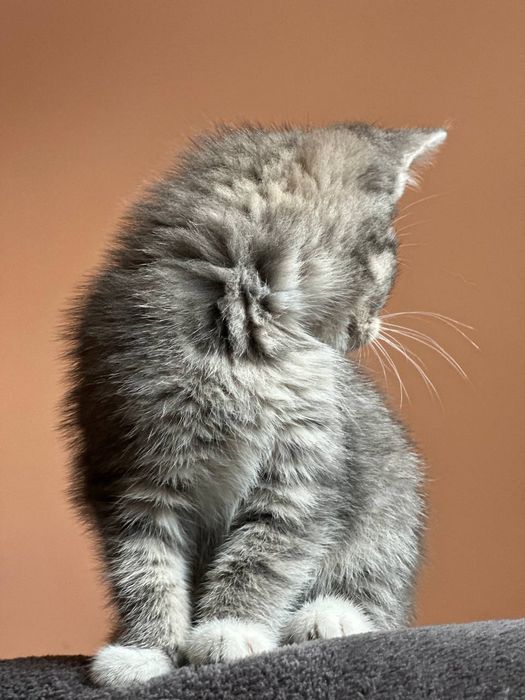 Віддам котиків в добрі руки (безплатно)