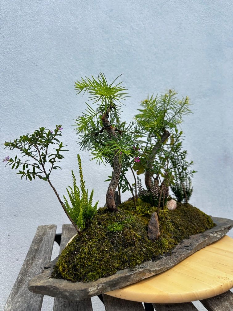 Florestas Bonsai