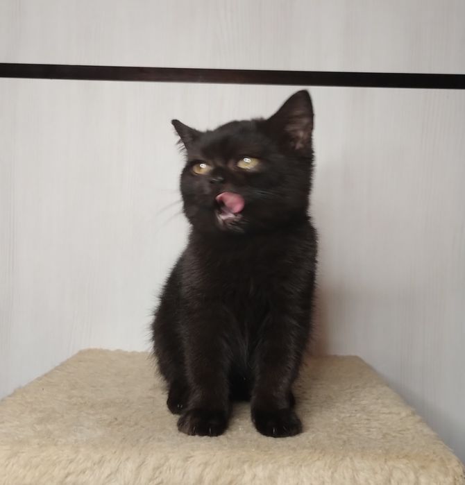 Чистокровний шотландський шоколадний хлопчик з ВАКЦИНАЦІЄЮ