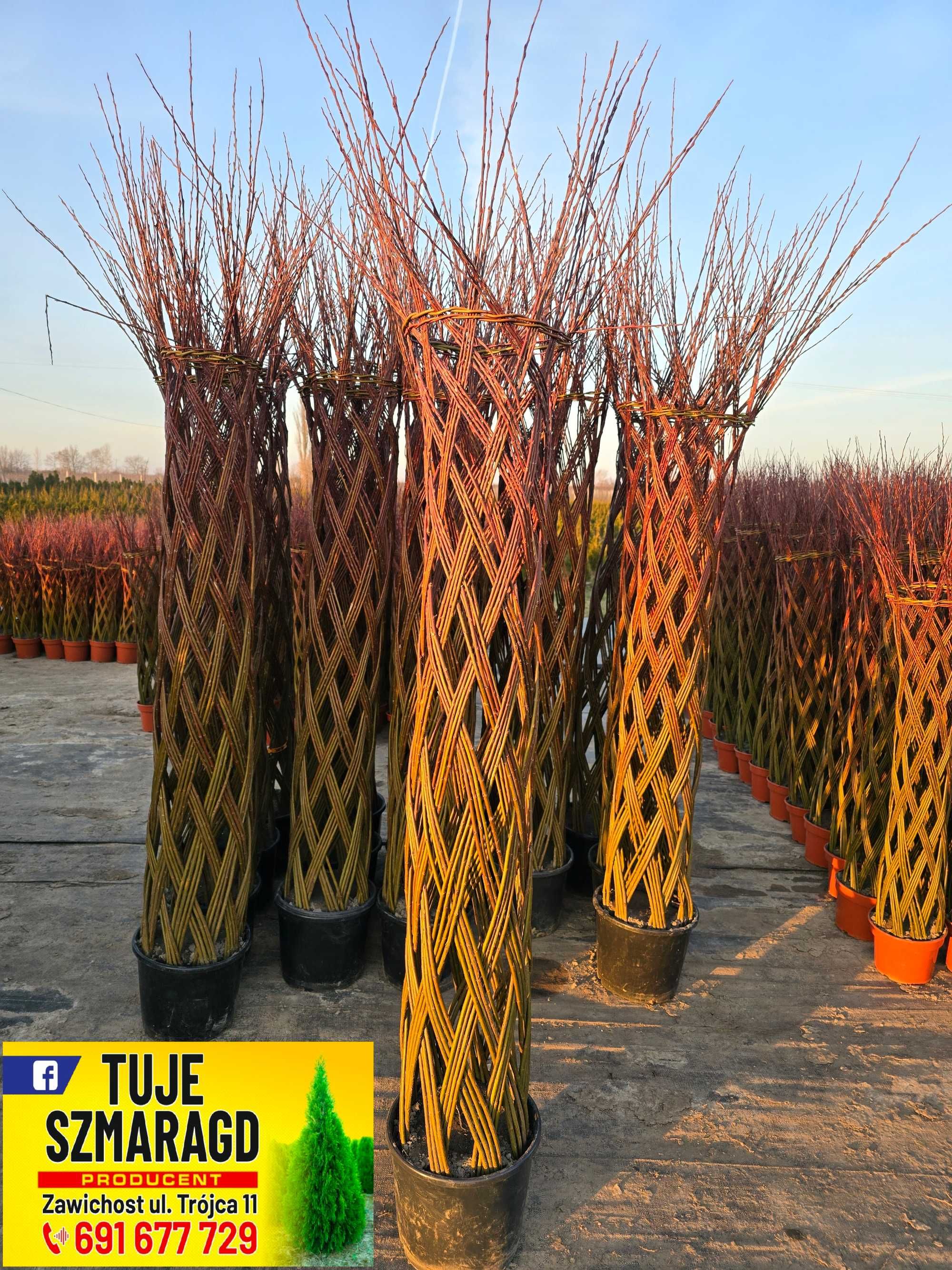 Wierzba pleciona Salix Americana 210cm Polska palma