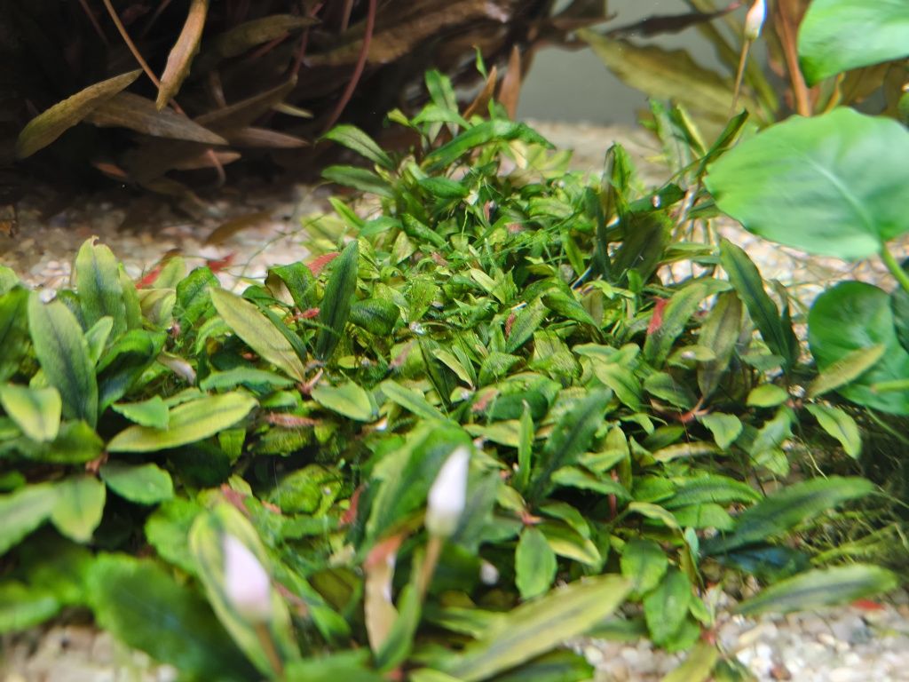 Krewetki red cherry