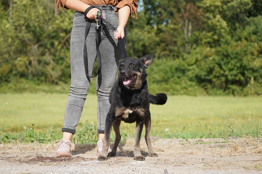 Ruben - przesympatyczny pies szuka domu