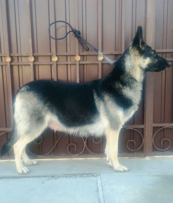 Щенки восточно -европейская овчарки