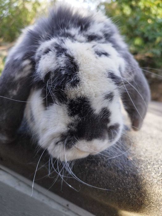 Samiec baran francuski sprzedaż lub zamiana