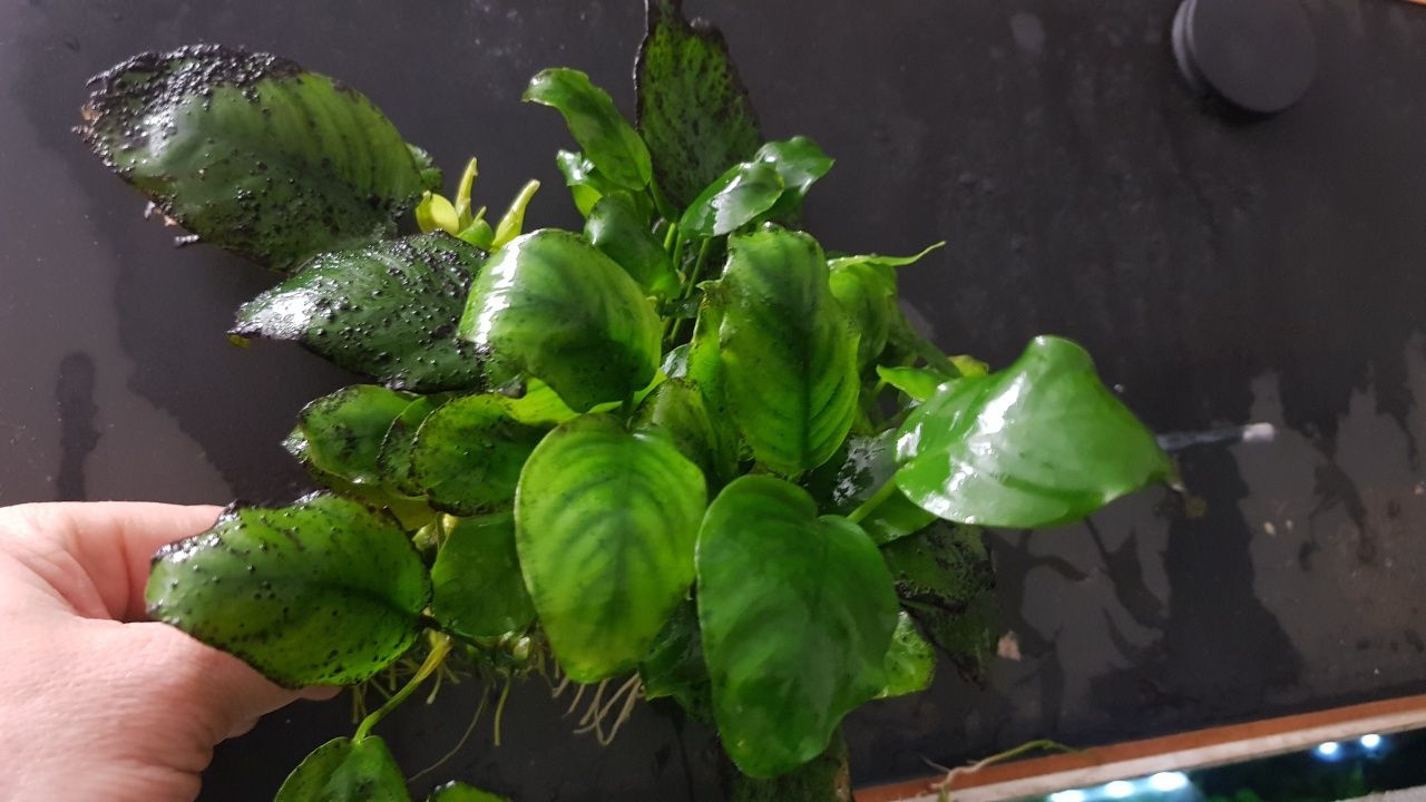 Anubias - rośliny do akwarium