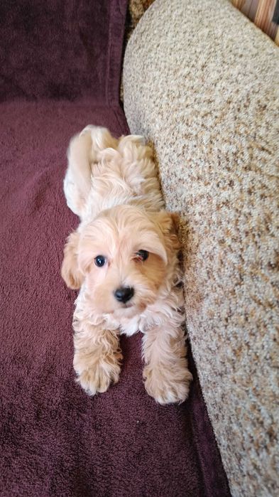 Maltipoo śliczna suczka