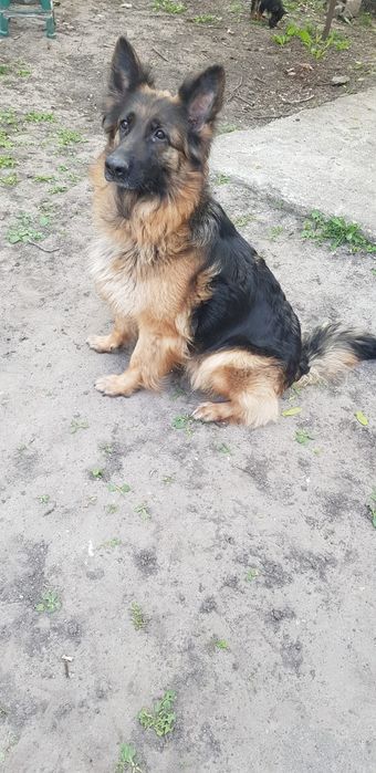 В продажі щенята Німецької Вівчарки