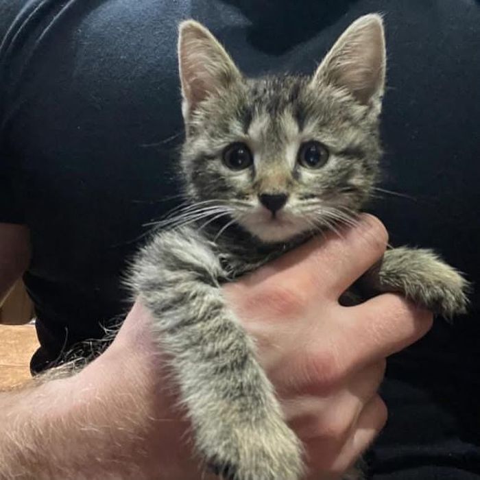 Много котята бесплатно