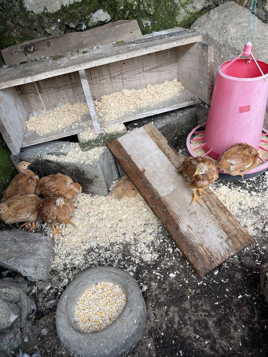 Vendo galinhas poedeiras raca