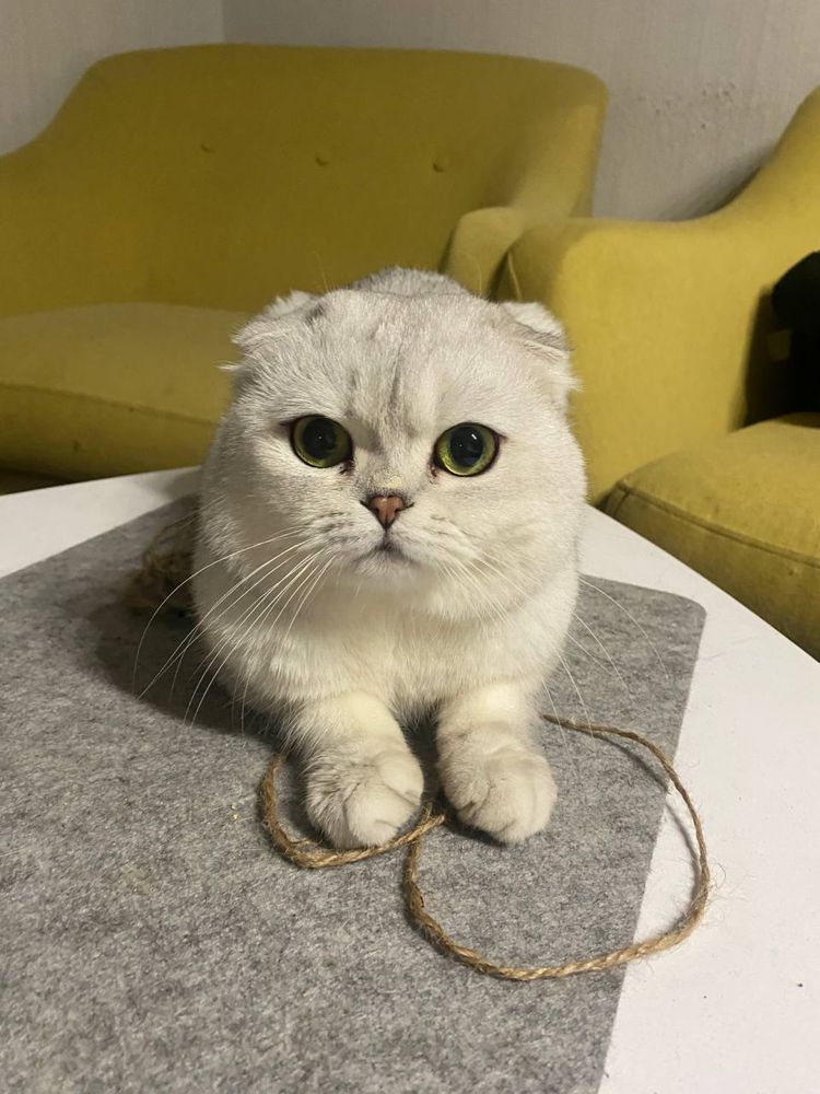 Случка породистого Кота, вислоухий Шотландец(Scottish-Fold)