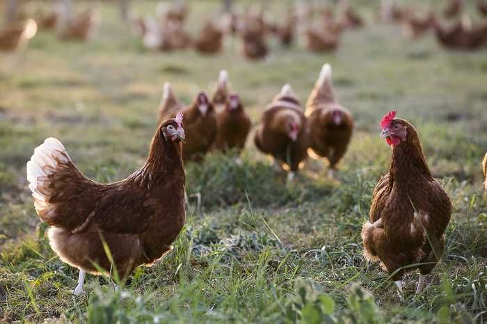 kury nioski dowóz rosa leghorn tetra