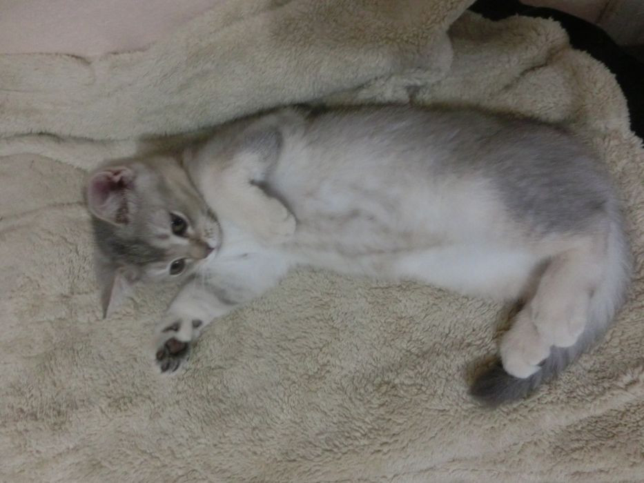 Шотландська срібна шиншила дівчинка