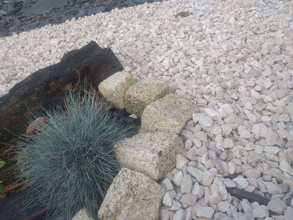 Plantas de cobertura Festuca, Erica e Grevilia