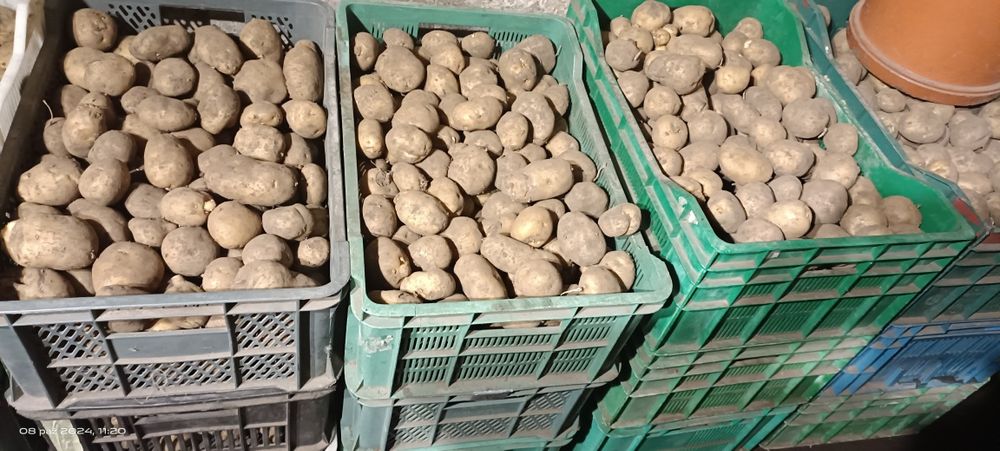 Sprzedam ziemniak jadalne BRYZA bez nawozów sztucznych