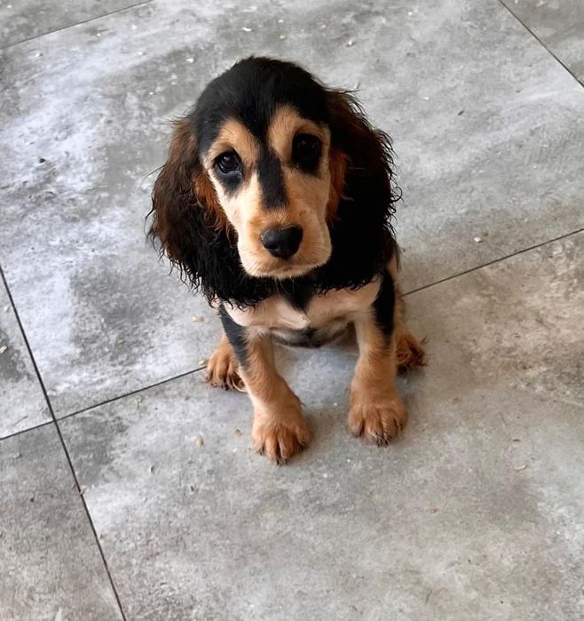 Cocker spaniel angielski suczka z rodowodem