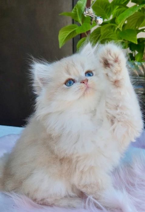 Ніжна дівчинка британочка