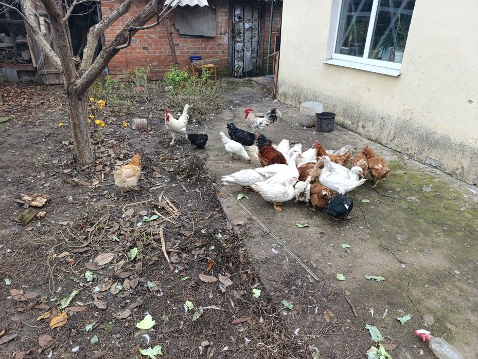 Индоутки белой масти петухи куры декоративные срочно в связи с переезд