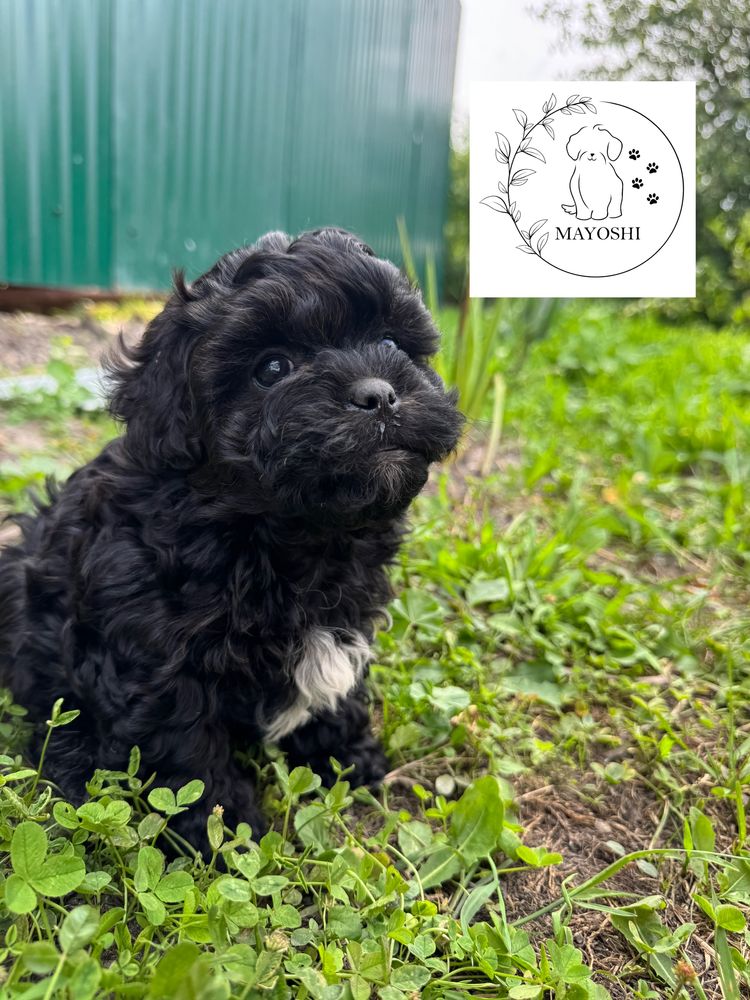 Guffi Samiec Shihpoo Wyprawka Badania genetyczne Pudel Maltipoo