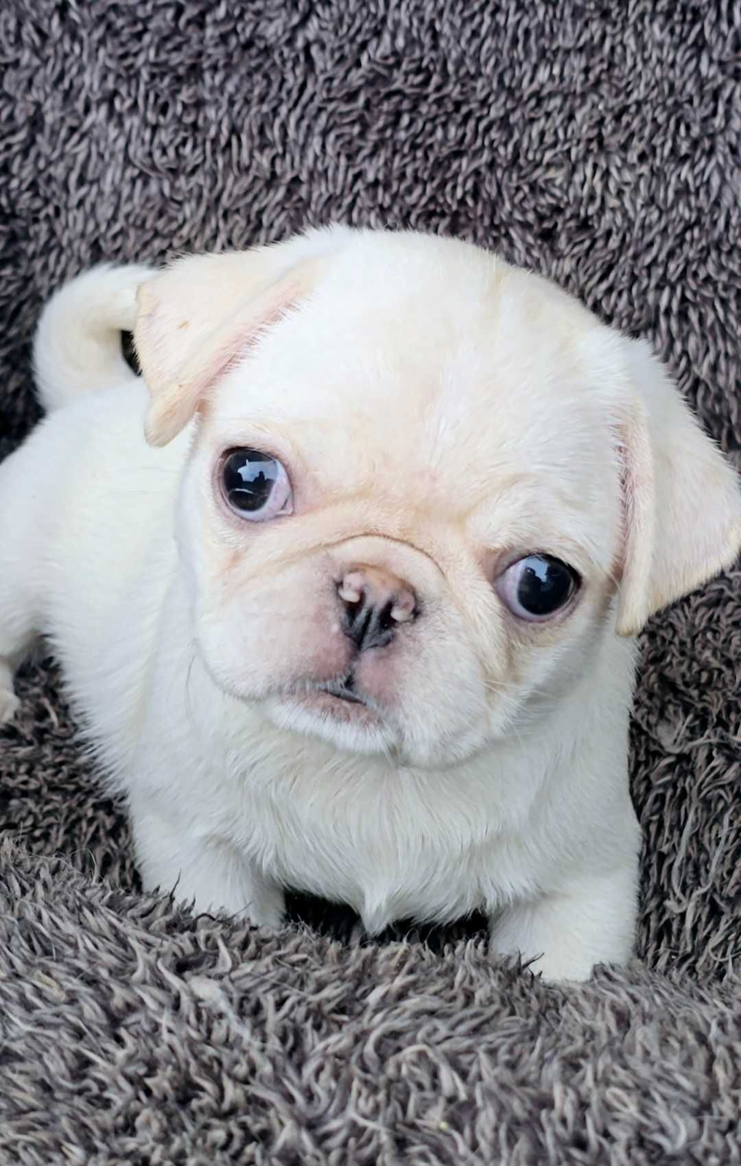 Pug Carlin Fêmea