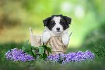 Border Collie ZKwP FCI