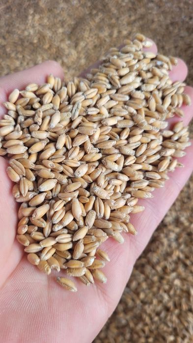 Pszenżyto Belcanto po centrali