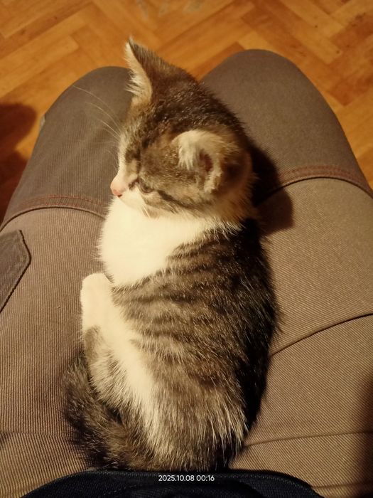 Oddam za darmo małe kotki