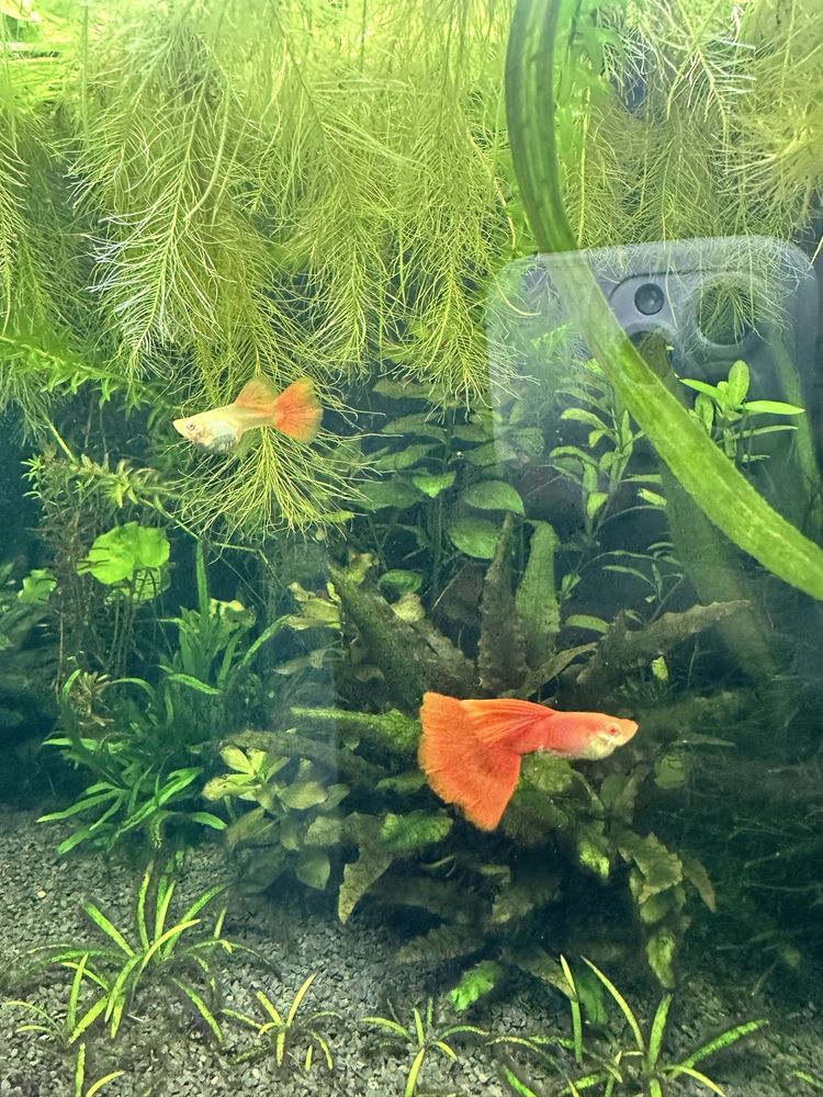 Casal guppys red albino