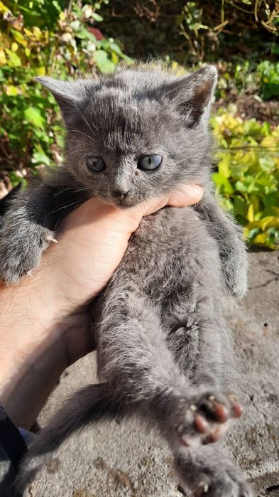 Віддам в добрі руки котенят