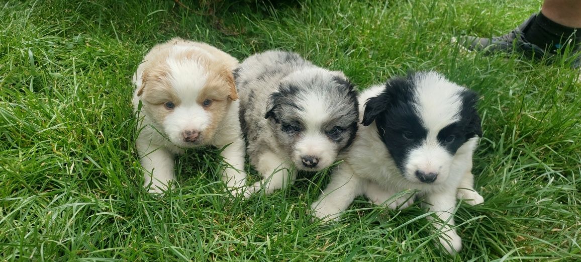 Border Collie szczeniak