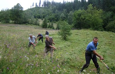 Łąka, trawa siano do zbioru gratis