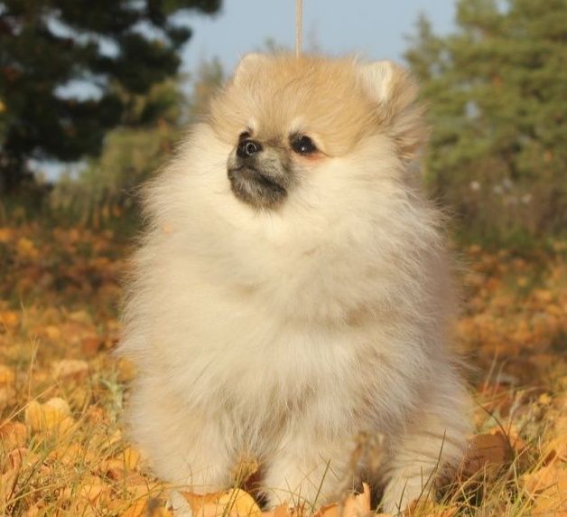 Miniaturowe szpice pomeranian