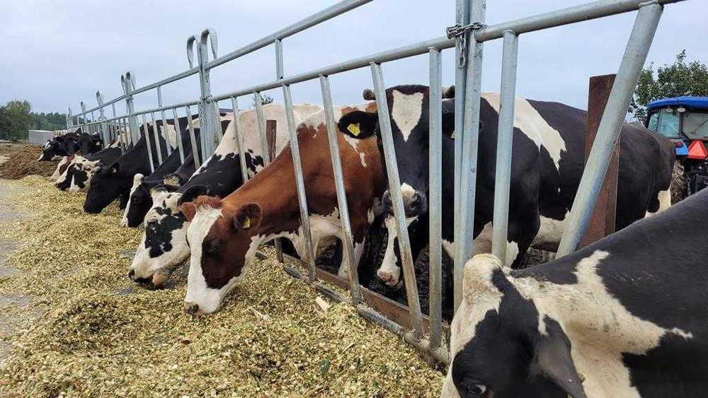 Wygrodzenie, ogrodzenie,wybieg, panel paszowy dla bydła