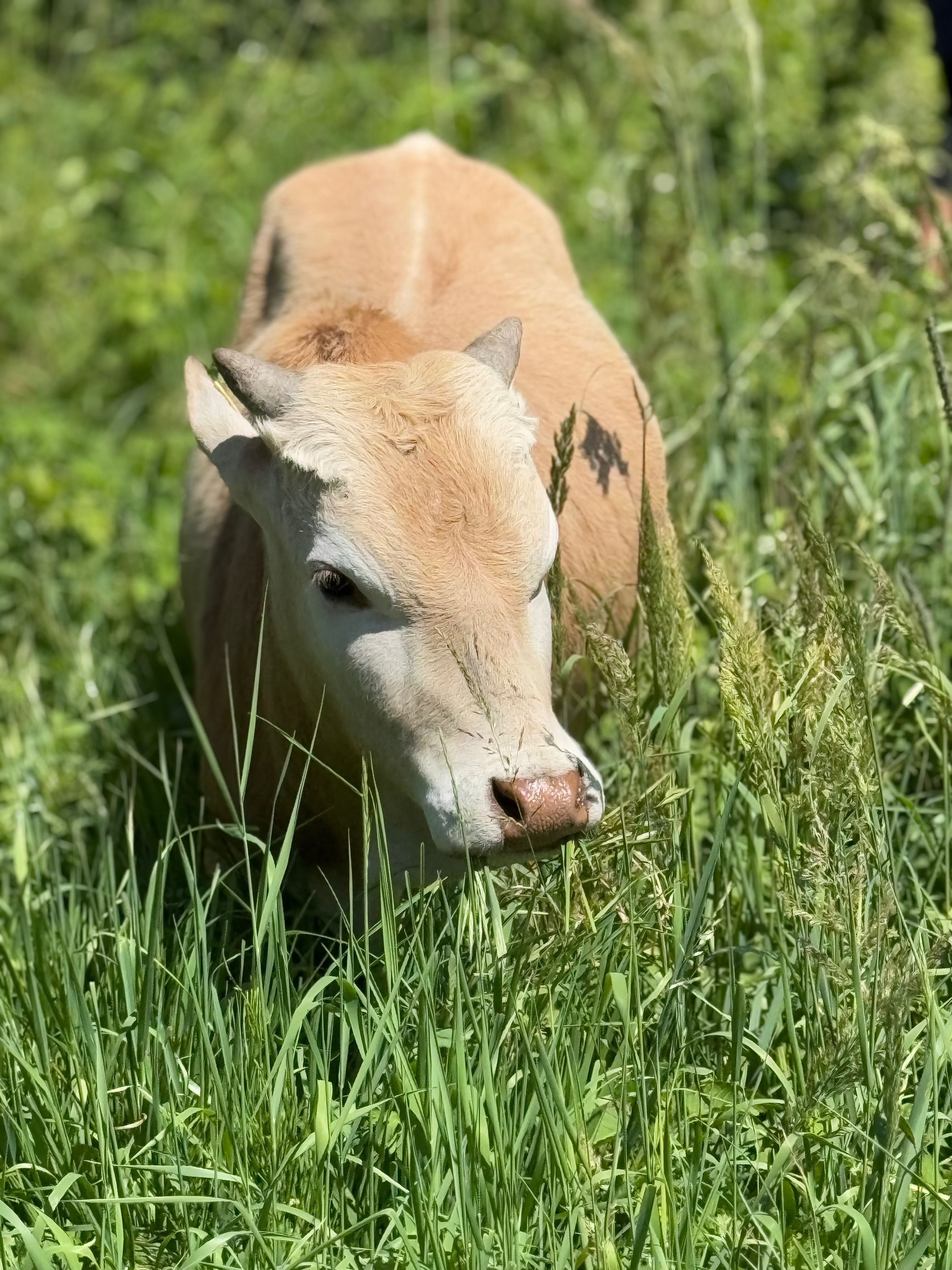 Byczek Zebu karlowaty