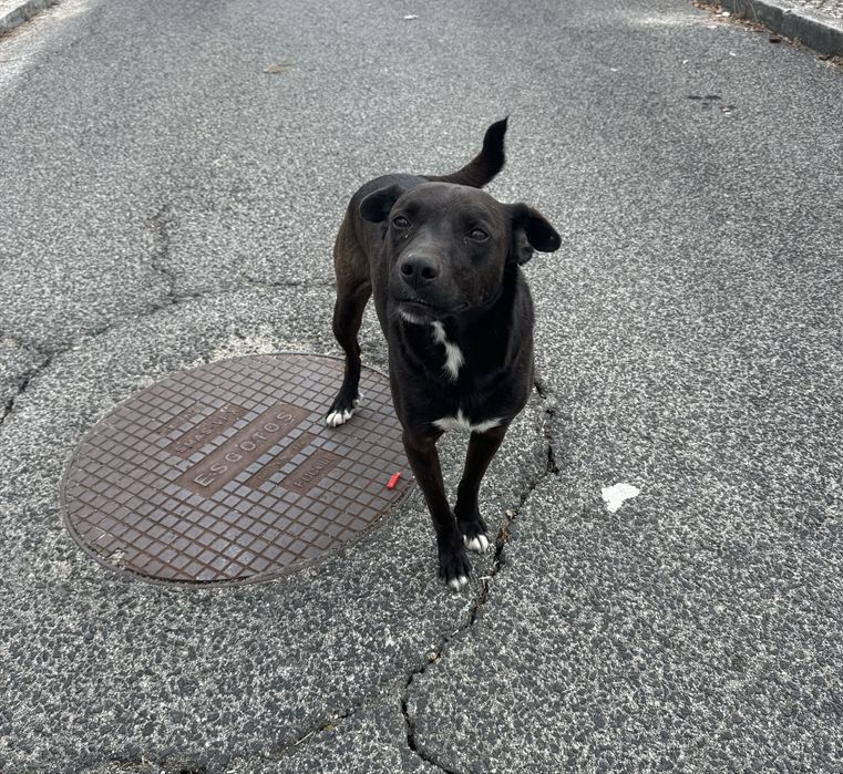 Procura-se família para adoptar – para cão resgatado da rua