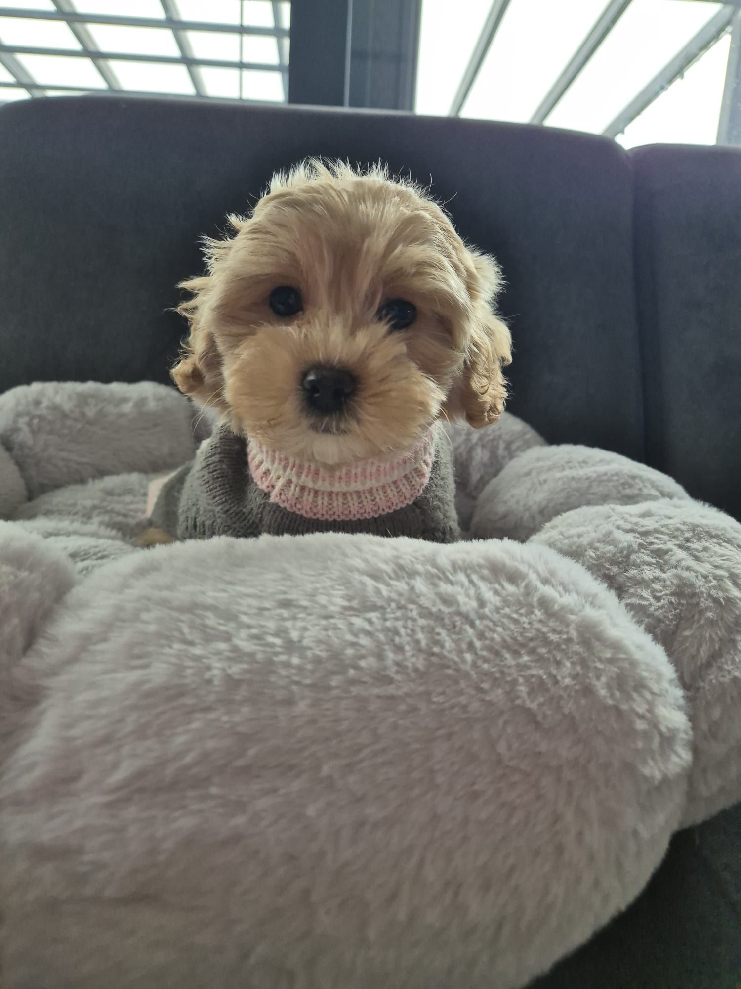 CUDOWNY Szczeniak Maltipoo  ! Rodowód + Chip!