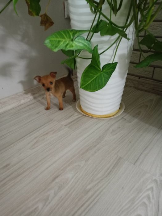 Ratlerek miniaturka piesek