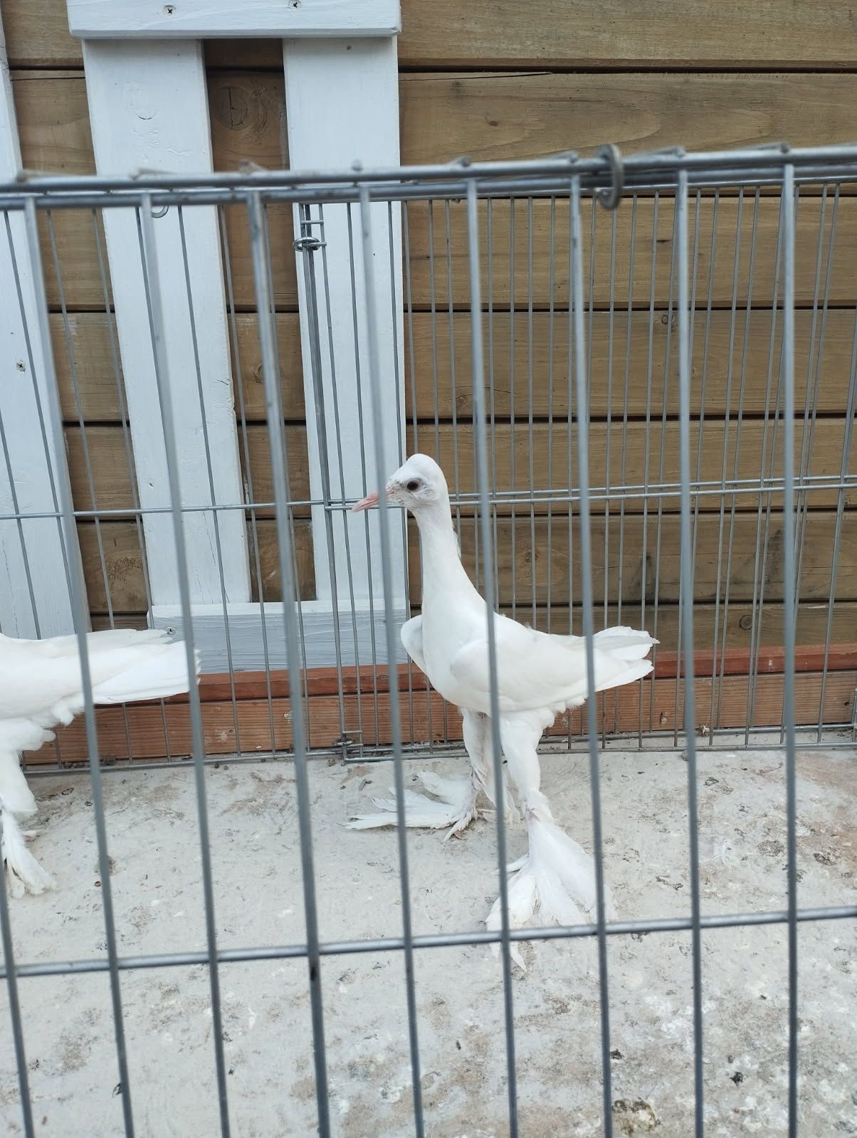 Bociany niemieckie kostkowe