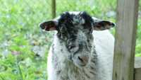 Owca mix (herdwick/brillenschaf/corriedal)