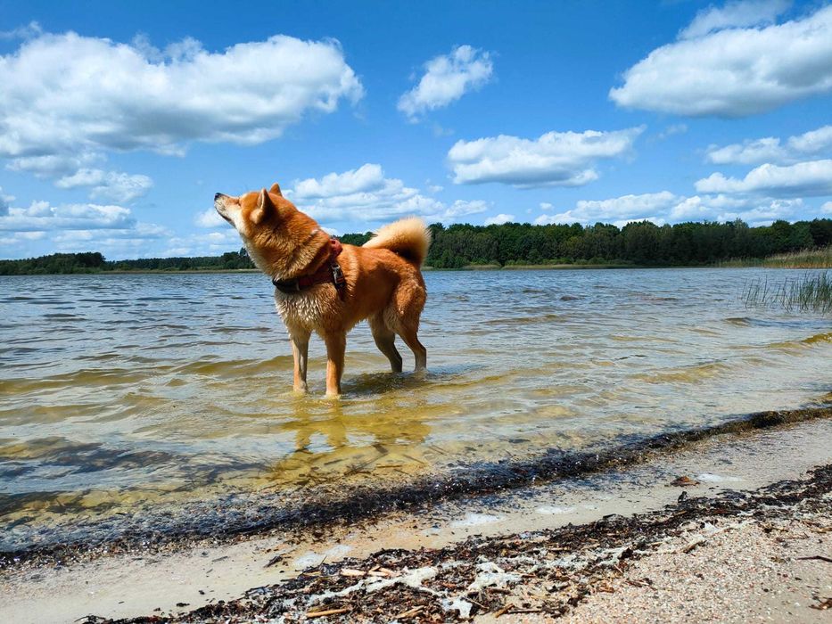 AKITA INU - rodowód