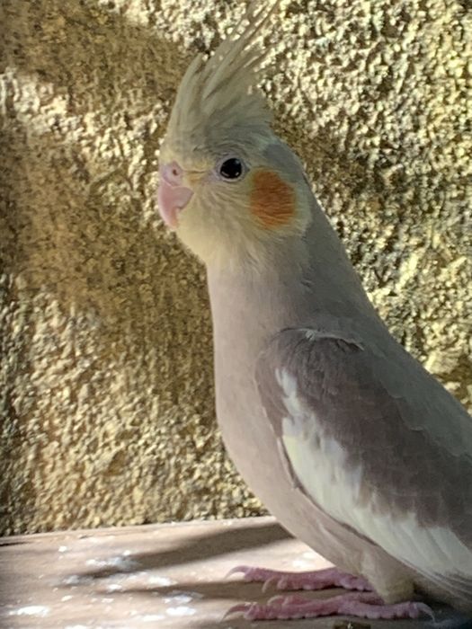 Vendo  caturras adultas e bebes