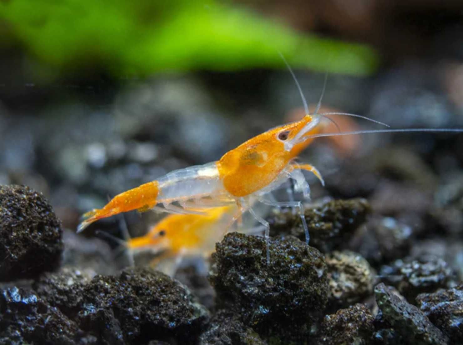 Krewetka ORANGE RILI - Neocaridina - Caridina - dowóz, wysyłka