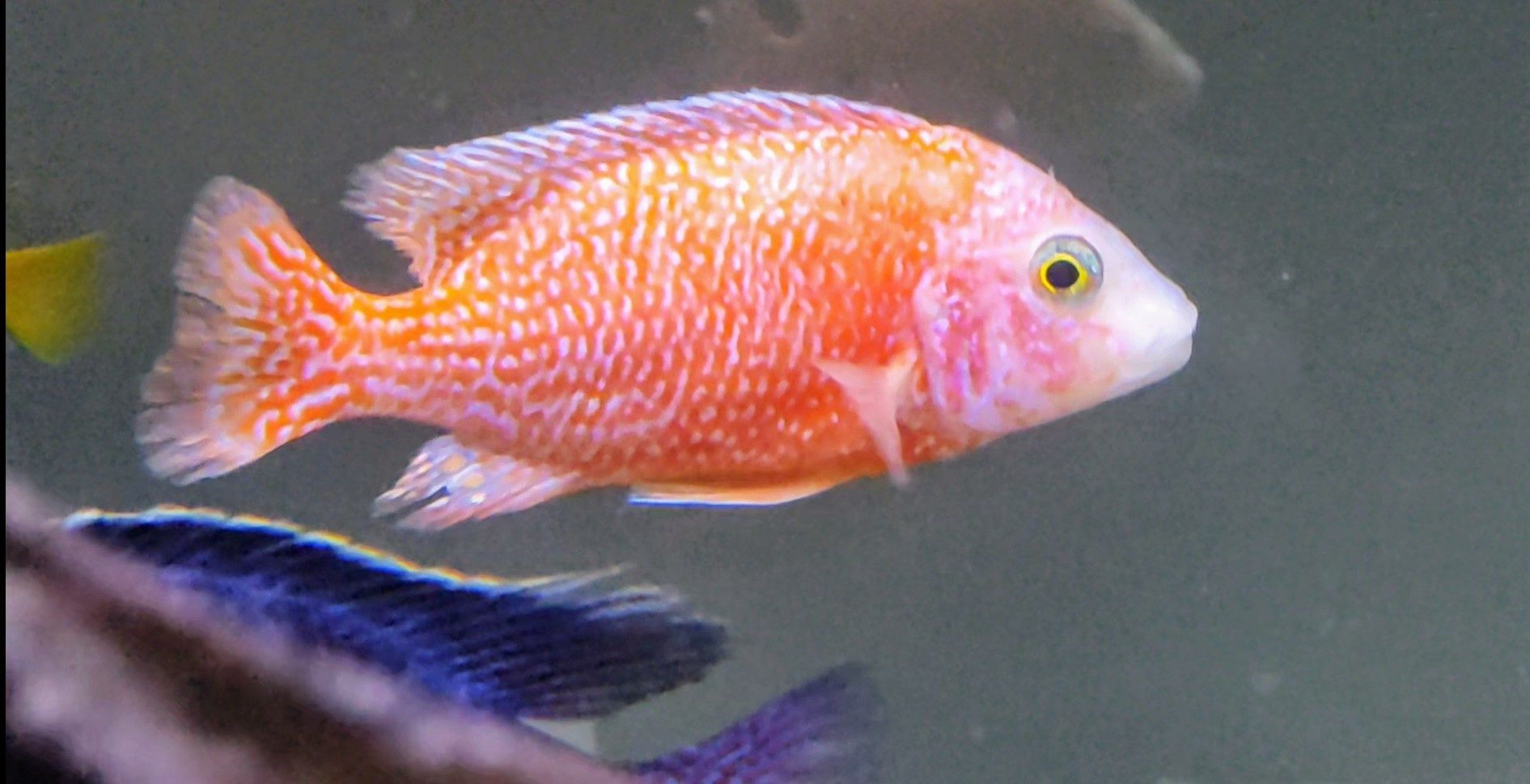 Aulonocara Dragon Blood Macho