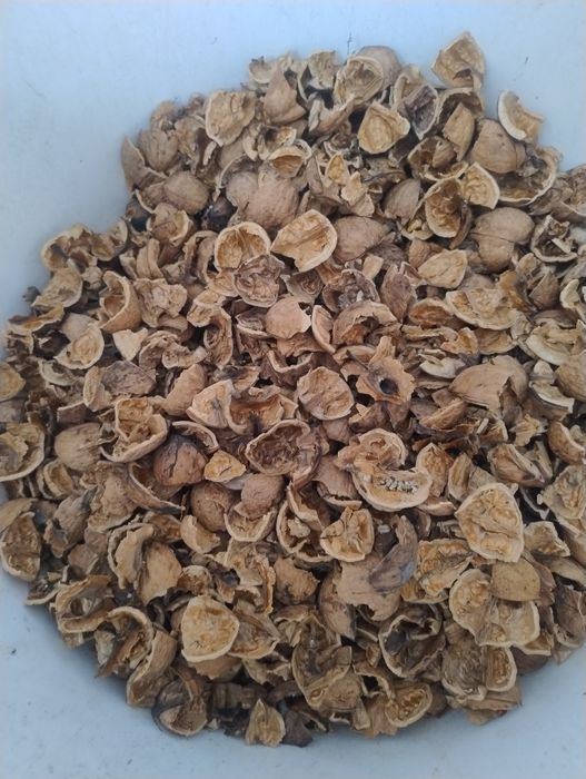 Łupiny z orzechów włoskich