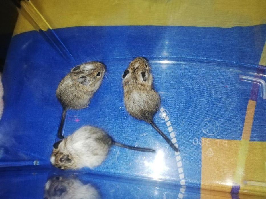 Грызуны травоядные