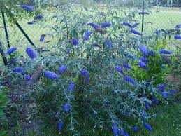 Budleja Dawida Adonis Blue Motyli Krzew cena 28 zł